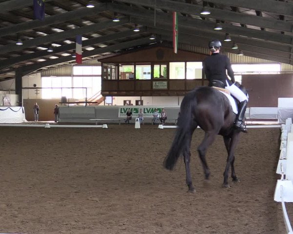 Reitturnier Münster-Albachten 2019
