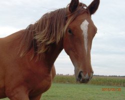 broodmare Treasure (Hanoverian, 2015, from Toronto)