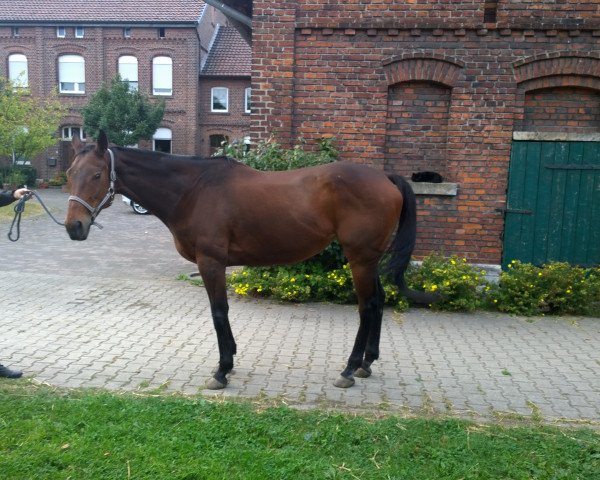 horse Skalacja xx (Thoroughbred, 2006, from Don Graf xx)