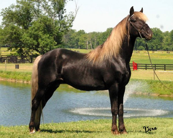 stallion Choco Dock (Rocky Mountain Horse, 1987, from Dock)