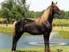 stallion Choco Dock (Rocky Mountain Horse, 1987, from Dock)