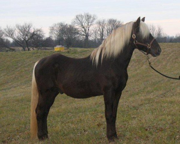 Deckhengst Pence's Blue Boy (Rocky Mountain Horse,  , von Choco Dock)