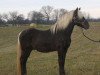 stallion Pence's Blue Boy (Rocky Mountain Horse,  , from Choco Dock)