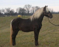 Deckhengst Pence's Blue Boy (Rocky Mountain Horse,  , von Choco Dock)