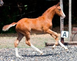 dressage horse Mr. Dami (German Riding Pony, 2015, from FS Mr. Right)