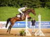 jumper Quintana P (German Sport Horse, 2007, from Quality 9)