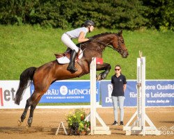 jumper Quintana P (German Sport Horse, 2007, from Quality 9)