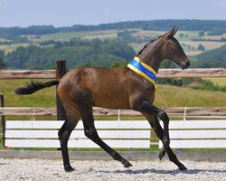 broodmare Stella Primera (Zweibrücken, 2010, from Stockholm)