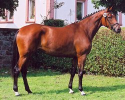 broodmare Ashley IV (Trakehner, 2004, from Cadeau)