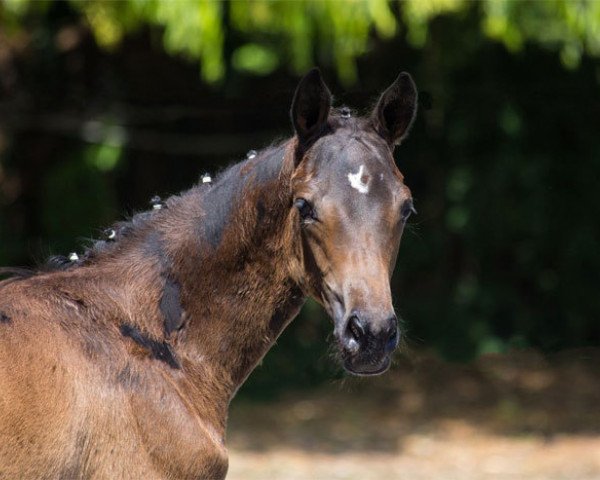 dressage horse Andiamo (Trakehner, 2015, from Insterburg TSF)