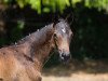 Dressurpferd Andiamo (Trakehner, 2015, von Insterburg TSF)