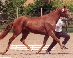 broodmare Aisha III (Trakehner, 1994, from Lonely Boy xx)