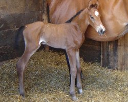 broodmare Donna Maestra (Zweibrücken, 2008, from Don Maestro)