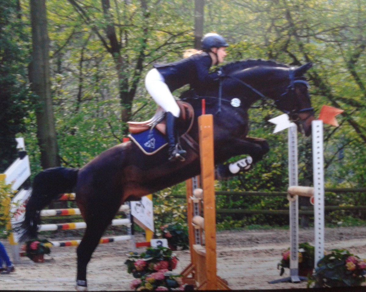Springpferd El Bonito 5 (Hannoveraner, 2004, von Escudo I)