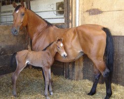 broodmare La Belle Widora (Rhinelander, 1993, from Larome)