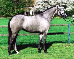 broodmare Nachtfee (Trakehner, 2009, from Interconti)