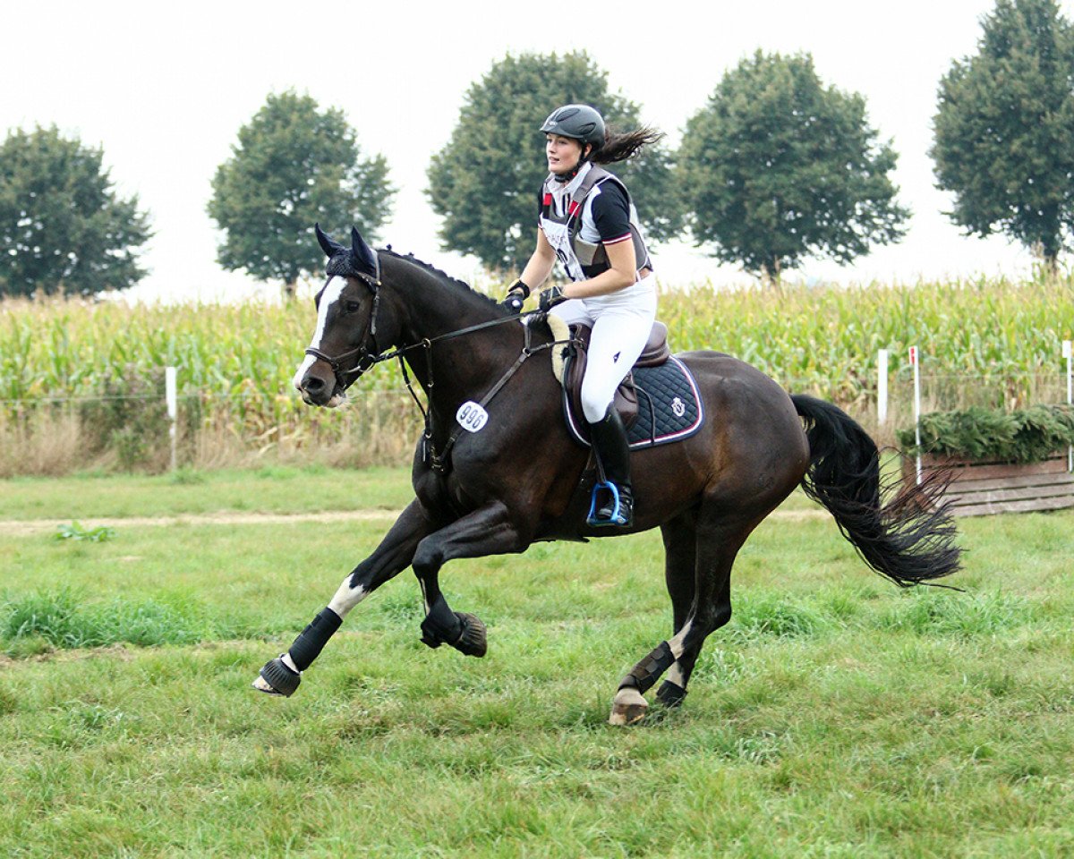 Springpferd Castellino 7 (Hannoveraner, 2009, von Cassus 2)