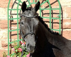 broodmare Perena II (Trakehner, 2012, from Kostolany)