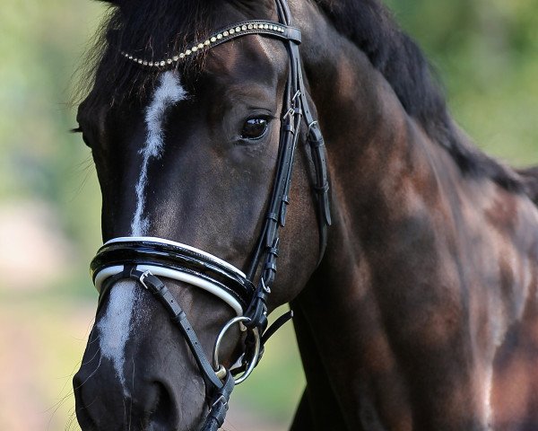 dressage horse Sir Simpel (Oldenburg, 2011, from Stedinger)