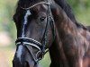 dressage horse Sir Simpel (Oldenburg, 2011, from Stedinger)