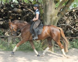 dressage horse Diabless (Rhinelander, 2012, from Dankeschön)