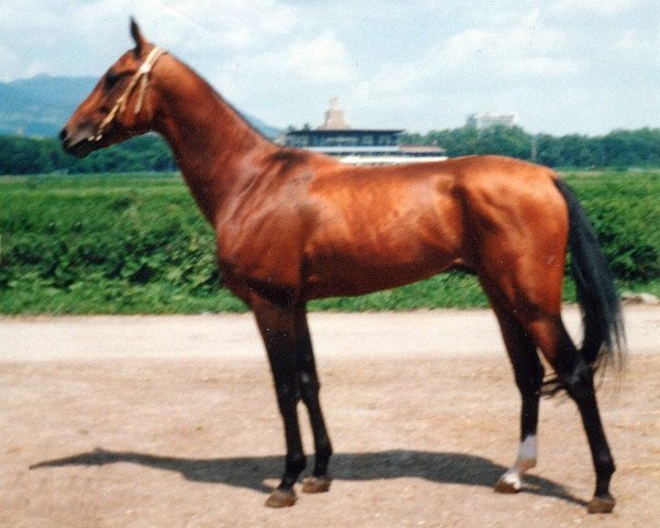 stallion Farid (Akhal-Teke, 1994, from Dasht)