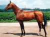 stallion Farid (Akhal-Teke, 1994, from Dasht)