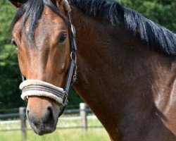 dressage horse Blockbuster 3 (German Warmblood, 2008, from Belissimo NRW)