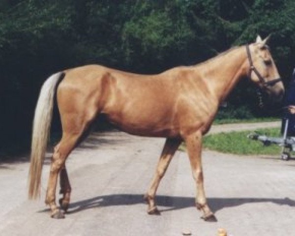 broodmare Raketa 2 (Akhal-Teke, 1988, from Ahmed)