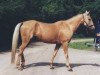 broodmare Raketa 2 (Akhal-Teke, 1988, from Ahmed)