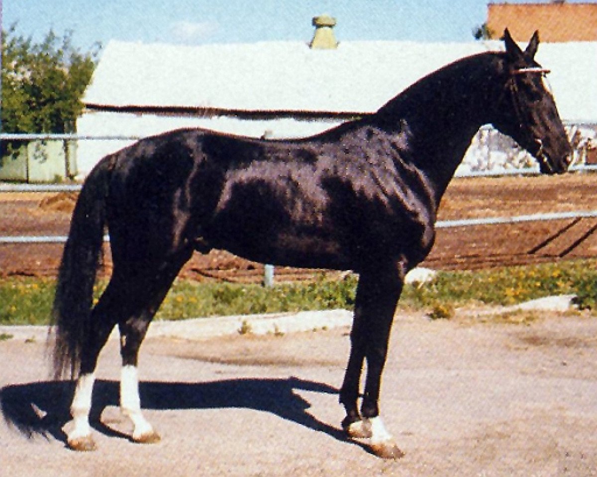 stallion Ashug (Akhal-Teke, 1993, from Gilkuiruk)