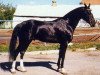 stallion Ashug (Akhal-Teke, 1993, from Gilkuiruk)