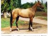 broodmare Regina (Akhal-Teke, 1993, from Gajdamak)