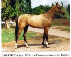 broodmare Regina (Akhal-Teke, 1993, from Gajdamak)