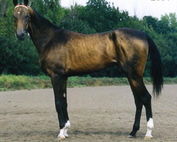 stallion Real (Akhal-Teke, 1999, from Ashug)