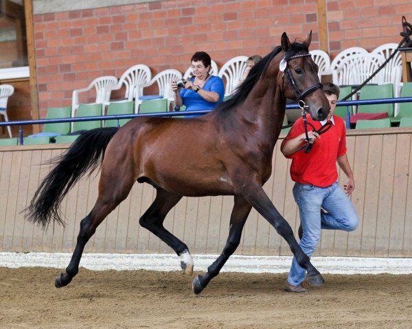 stallion Briger (Akhal-Teke, 2007, from Real)