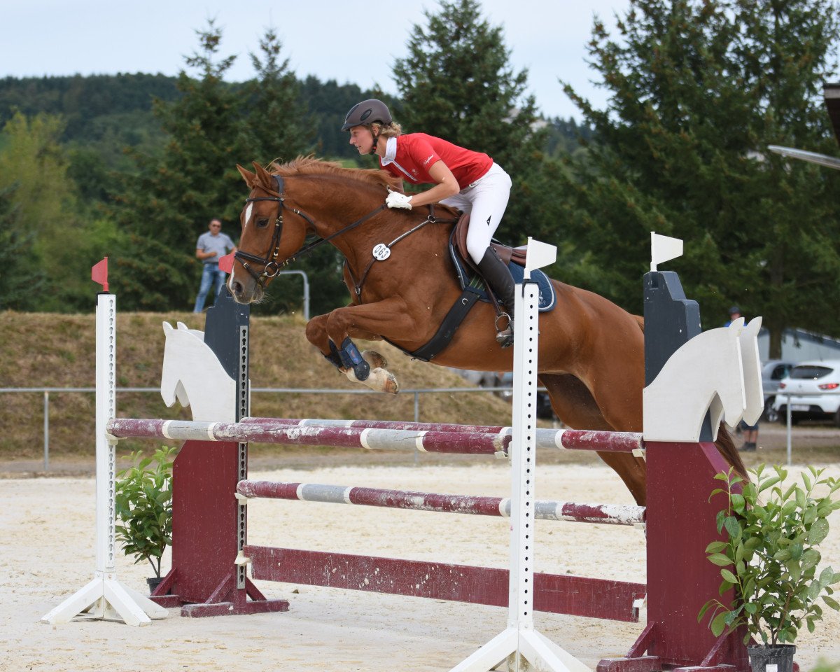 Springpferd Ce la vie R (Oldenburger, 2009, von Check In 2)