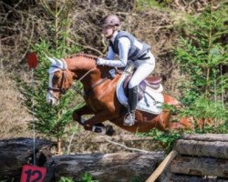 dressage horse D'Artagnan 199 (German Riding Pony, 2009, from FS Don't Worry)