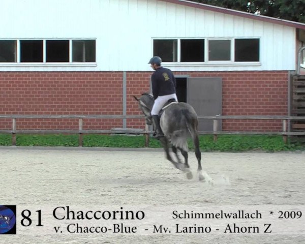 Springpferd Chaccorino (Oldenburger Springpferd, 2009, von Chacco-Blue)