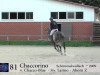 jumper Chaccorino (Oldenburg show jumper, 2009, from Chacco-Blue)