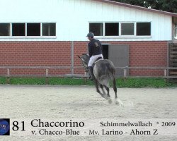 jumper Chaccorino (Oldenburg show jumper, 2009, from Chacco-Blue)