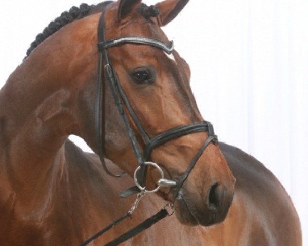 stallion Bonaparte Z (Zangersheide riding horse, 2006, from Balou du Rouet)