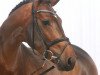 stallion Bonaparte Z (Zangersheide riding horse, 2006, from Balou du Rouet)