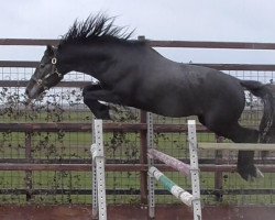 jumper Bonaparte Z (Zangersheide riding horse, 2012, from Caspar (Berlin))