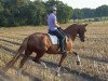 dressage horse Barjavel (Hanoverian, 2010, from Bonifatius)