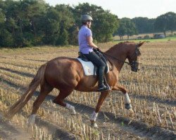 dressage horse Barjavel (Hanoverian, 2010, from Bonifatius)