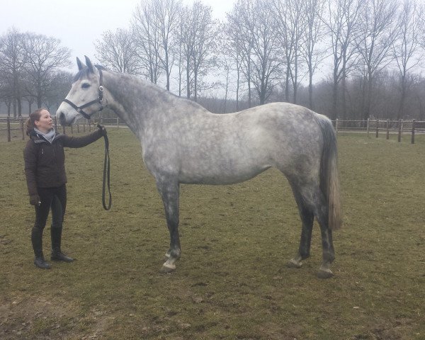 broodmare Charissa Z (Zangersheide riding horse, 2008, from Numero Uno)