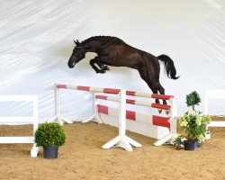 stallion No Limit van de Molenberg Z (Zangersheide riding horse, 2014, from Nabab de Rêve)