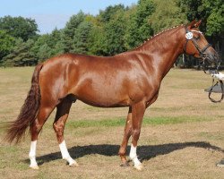 dressage horse Del Campo (German Riding Pony, 2013, from Del Estero NRW)