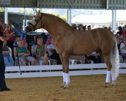 stallion Golden Rock (German Riding Pony, 2008, from HET Golden Dream)